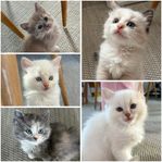 Ragdoll (75%) norsk skogskatt (25%) - blandisar