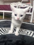 kattunge hona säljs 