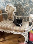 Kattunge leveransklar