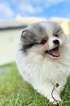 Pomeranian hane 
