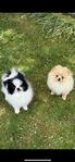 Pomeranian 