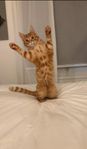 bengal-mix 