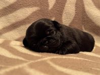 mops valpar