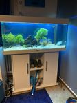 Juwel akvarium med ciklider