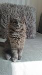 Katt