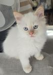Ragdoll kattungar