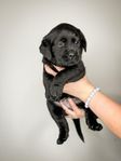 Labrador Retriever SKK - Tikvalp