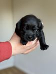 Labrador Retriever SKK - Tikvalp
