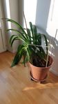 Amaryllis