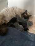 kattungar