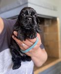 Amerikansk cocker spaniel valp