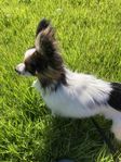 Papillon valpar
