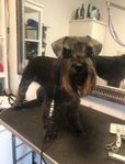 Dvärgschnauzer 