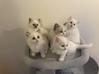ragdoll kattungar