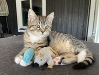 Kattungar Sibirisk/Brittisk