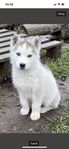 3 siberian husky  valpar till salu