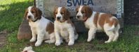 Welsh Springer Spaniel Valpar