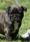Fransk bulldog