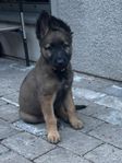 Bumbi - Malinois/Holländare tik 