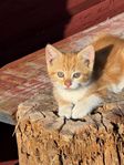 Kattungar - hane
