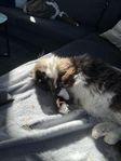 Ragdoll hane m stamtavla 