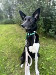Alaskan husky tik