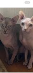 sphynx 
