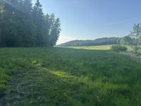 Sommarbete för unghäst på Vikbolandet