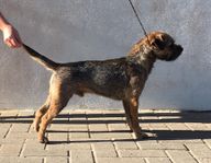 Borderterrier