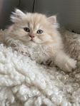Selkirk Rex rakpälsad