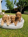 Mini pudel / bichonpoo - endast tikar