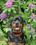Lyckovinstens Rottweiler 