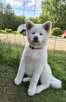 Akita japansk (inu) SKK leveransklara valpar