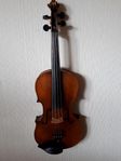 Viola