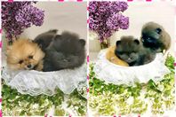  Pomeranian  renrasiga valpar