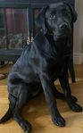 Labradorvalp 