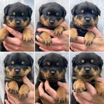 Rottweiler valpar med stamtavla 