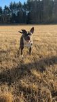 Amstaff/bully tik 