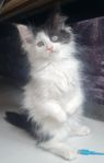 kattunge hona (LÄS TEXTEN INNAN KONTAKT)