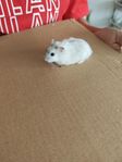 hamster 