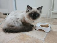 ragdoll 3 månader 