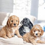 Cavapoo-valpar 