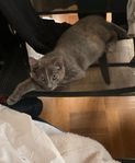 Katt