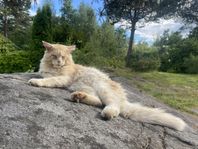 Stor & Snäll Maine coon hane til parning! -bara i kort tid!