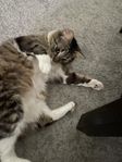 katt (hona)