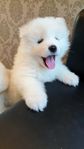 Samojed valpar
