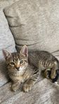 kattunge 