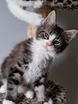maine coon kattunge