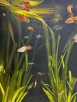 Platy
