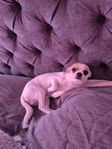 Chihuahua Valp